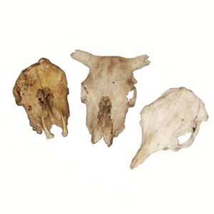 Animal Skulls and Bones-0