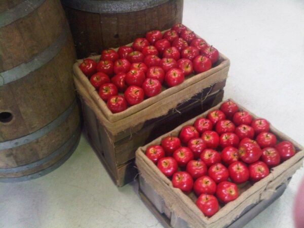 Crate of Apples or Other Fruit and Vegetables-0