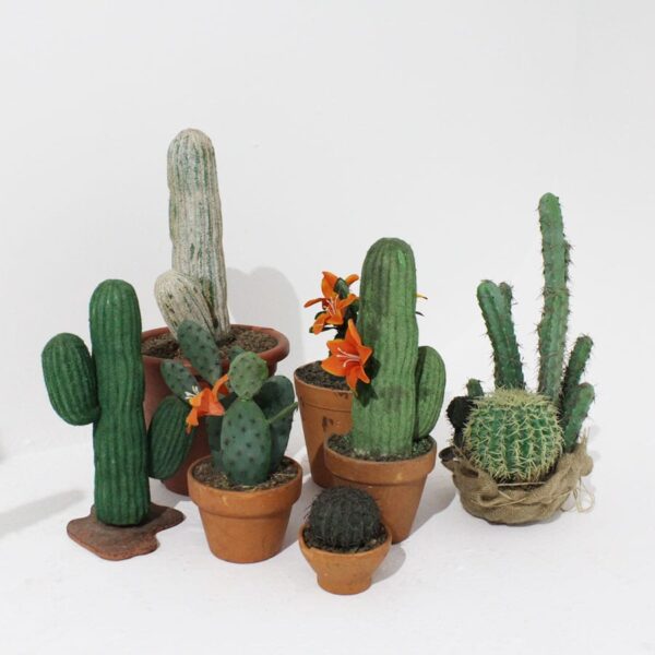 Small Cactus-0