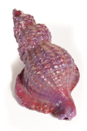 Medium Sea Shell-0