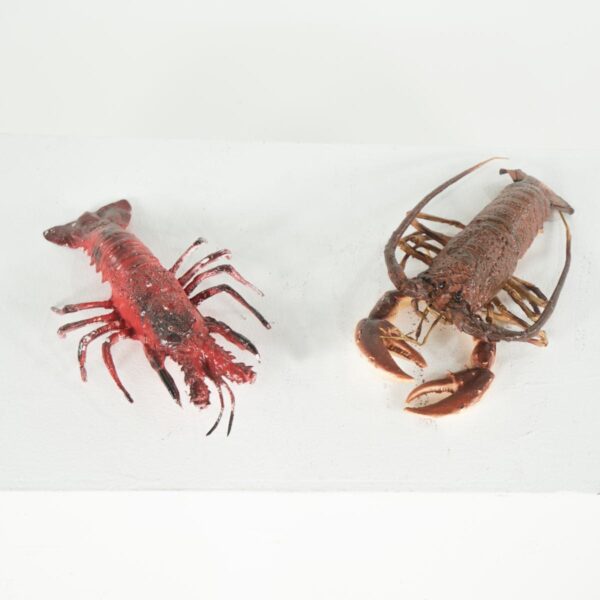 lobster for hire - sydney props