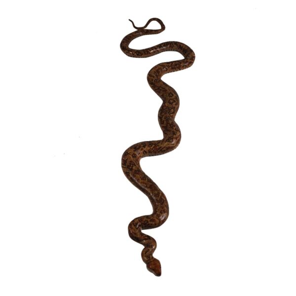 Slithering Snake-18743