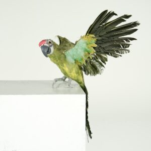 green parrot for hire - sydney props