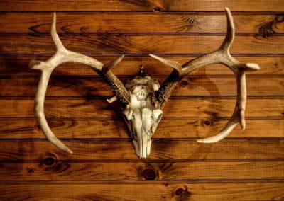 Taxidermy and Animal Trophies - Sydney Prop Specialists